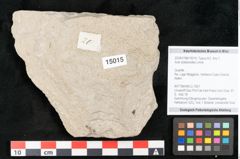 Foto (Objekt + Etikett) von Acer platanoides Linne (NHMW-GEO-2024-0188-15015)